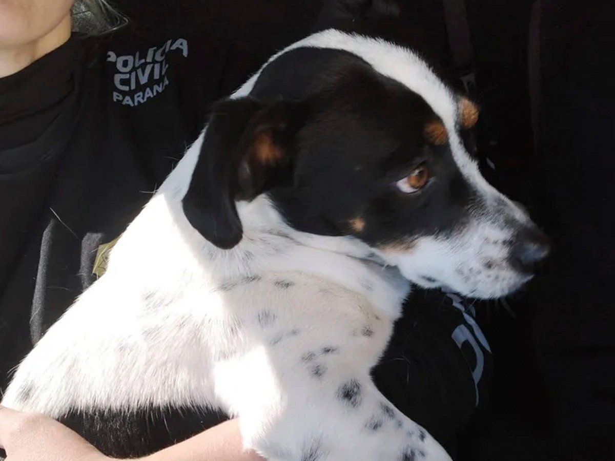 Cachorro vence ex-tutor na Justiça e receberá indenização 1 cachorro vence extutor na justica e recebera indenizacao