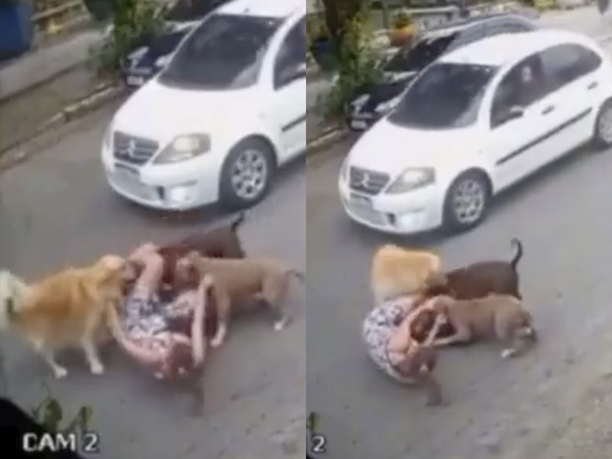 Grávida de sete meses cai ao tentar escapar de cães soltos 1 gravida de sete meses cai ao tentar escapar de caes soltos