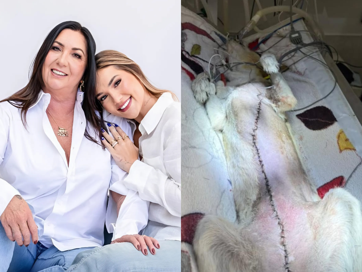 Cachorrinha da família de Virginia enfrenta batalha contra o câncer 1 cachorrinha da familia de virginia enfrenta batalha contra o cancer