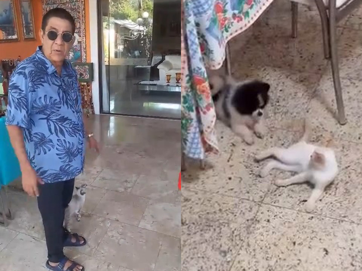 Gata de Zeca Pagodinho desaparece e ele faz apelo 1 gata de zeca pagodinho desaparece e ele faz apelo