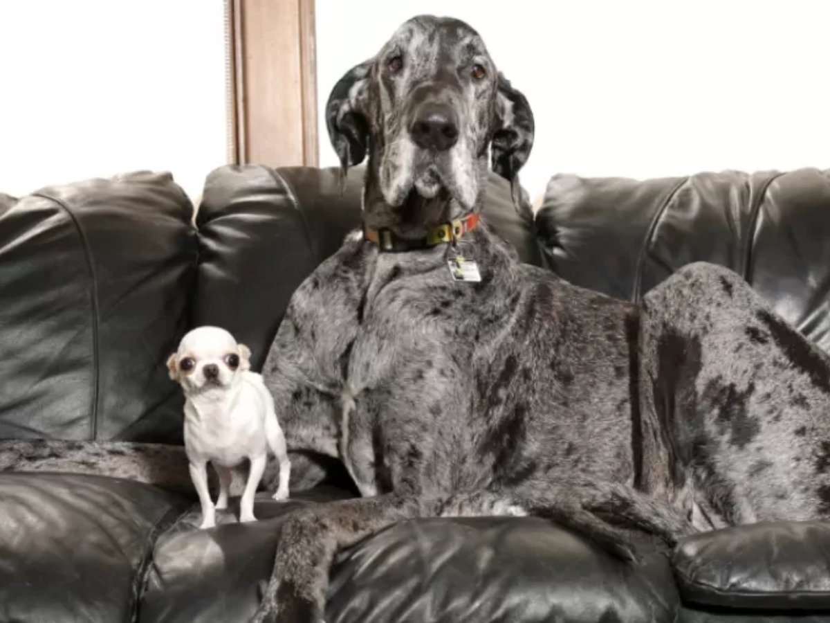 Maior e Menor Cachorro do Mundo Se Encontram nos EUA 1 maior e menor cachorro do mundo se encontram nos eua