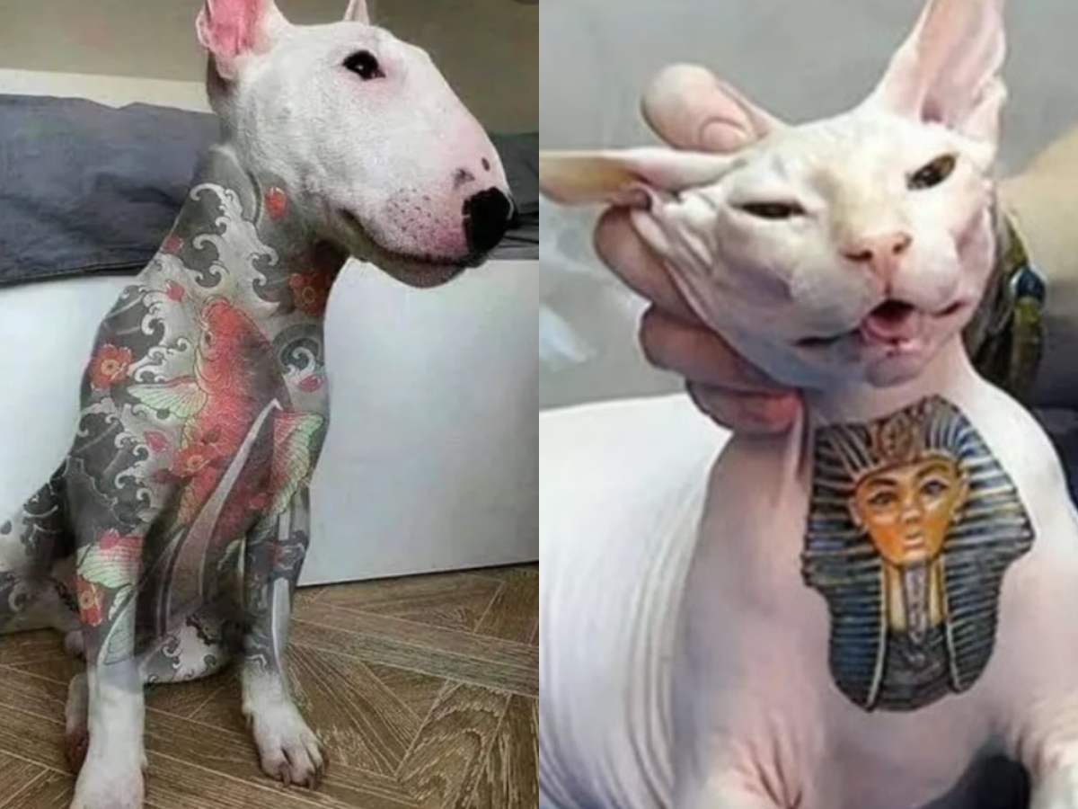 Senado aprova Projeto de Lei que criminaliza tatuagem e piercing em cães e gatos 1 senado aprova projeto de lei que criminaliza tatuagem e piercing em caes e gatos