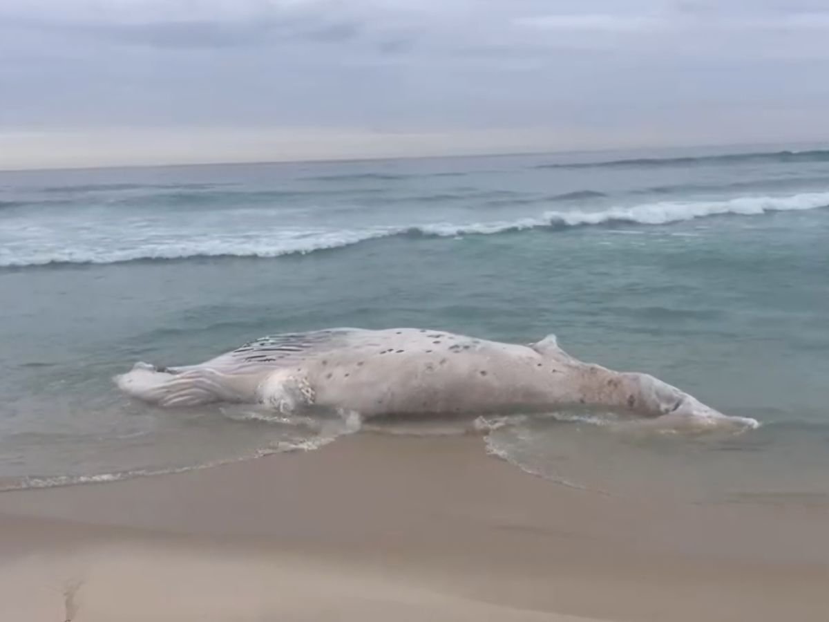 Baleia Morta Encalha na Praia da Barra da Tijuca, Rio 1 baleia morta encalha na praia da barra da tijuca rio