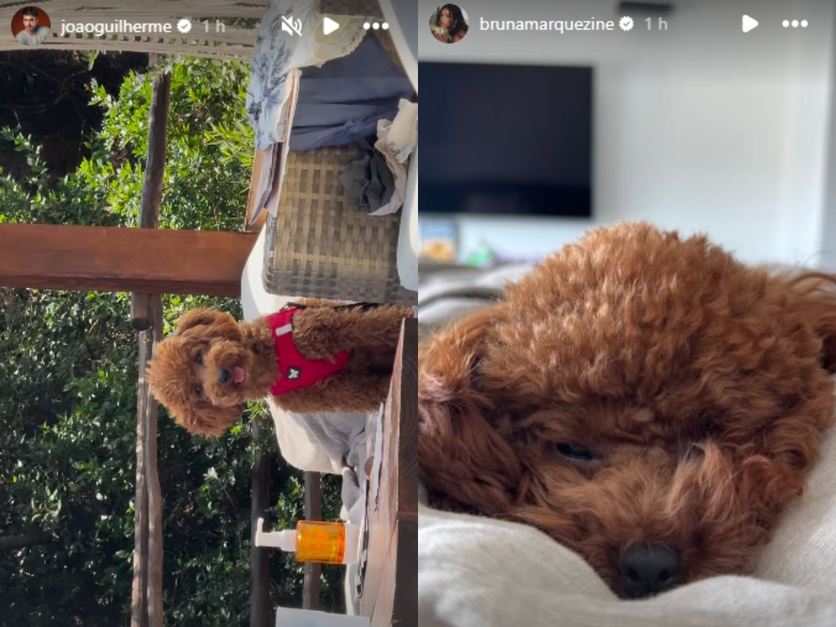 João Guilherme e Marquezine postam foto do cão que adotaram juntos 1 joao guilherme e marquezine postam foto do cao que adotaram juntos