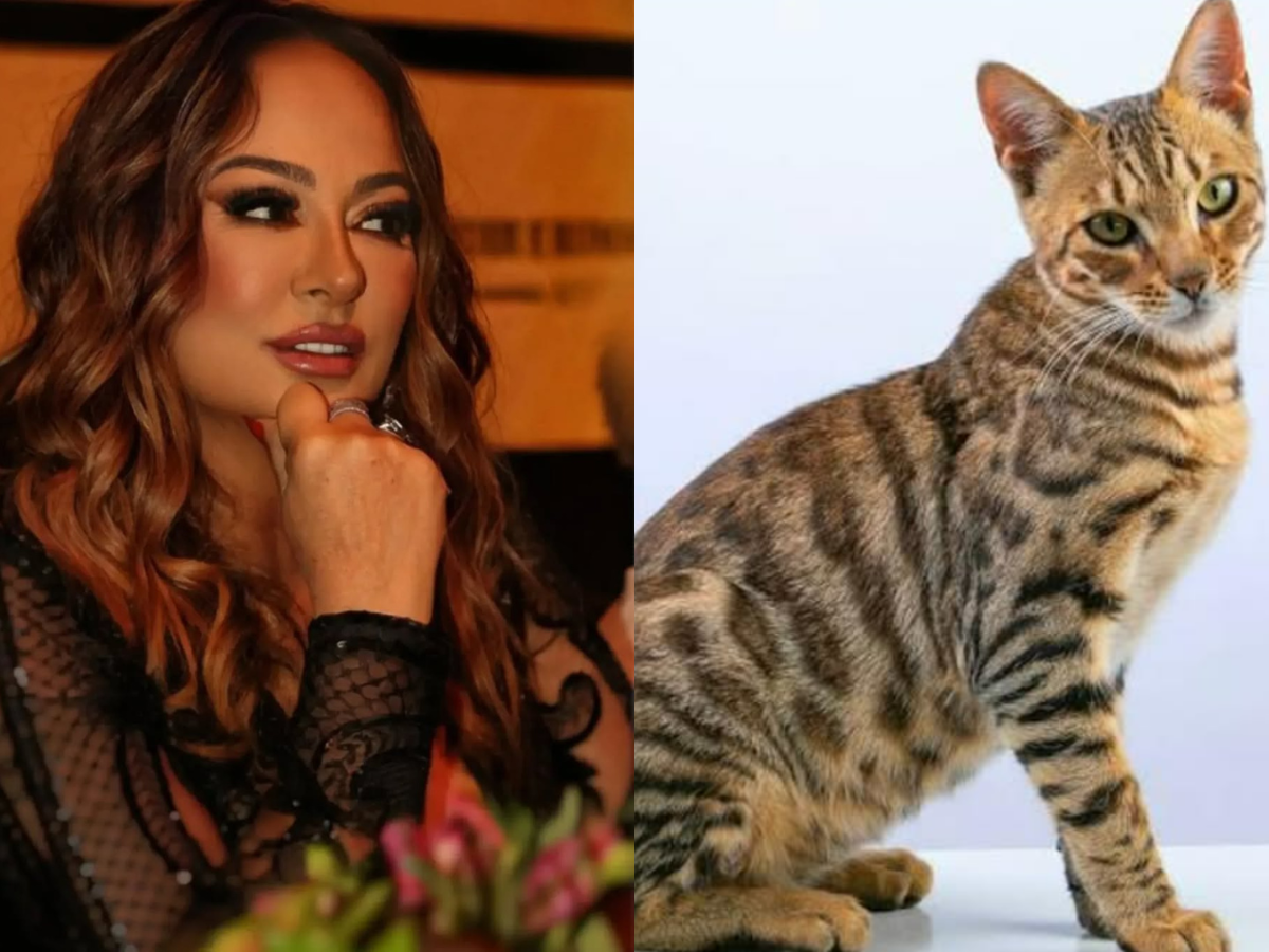 Mãe de Neymar Faz Apelo nas Redes Sociais por Gata Desaparecida 1 mae de neymar faz apelo nas redes sociais por gata desaparecida