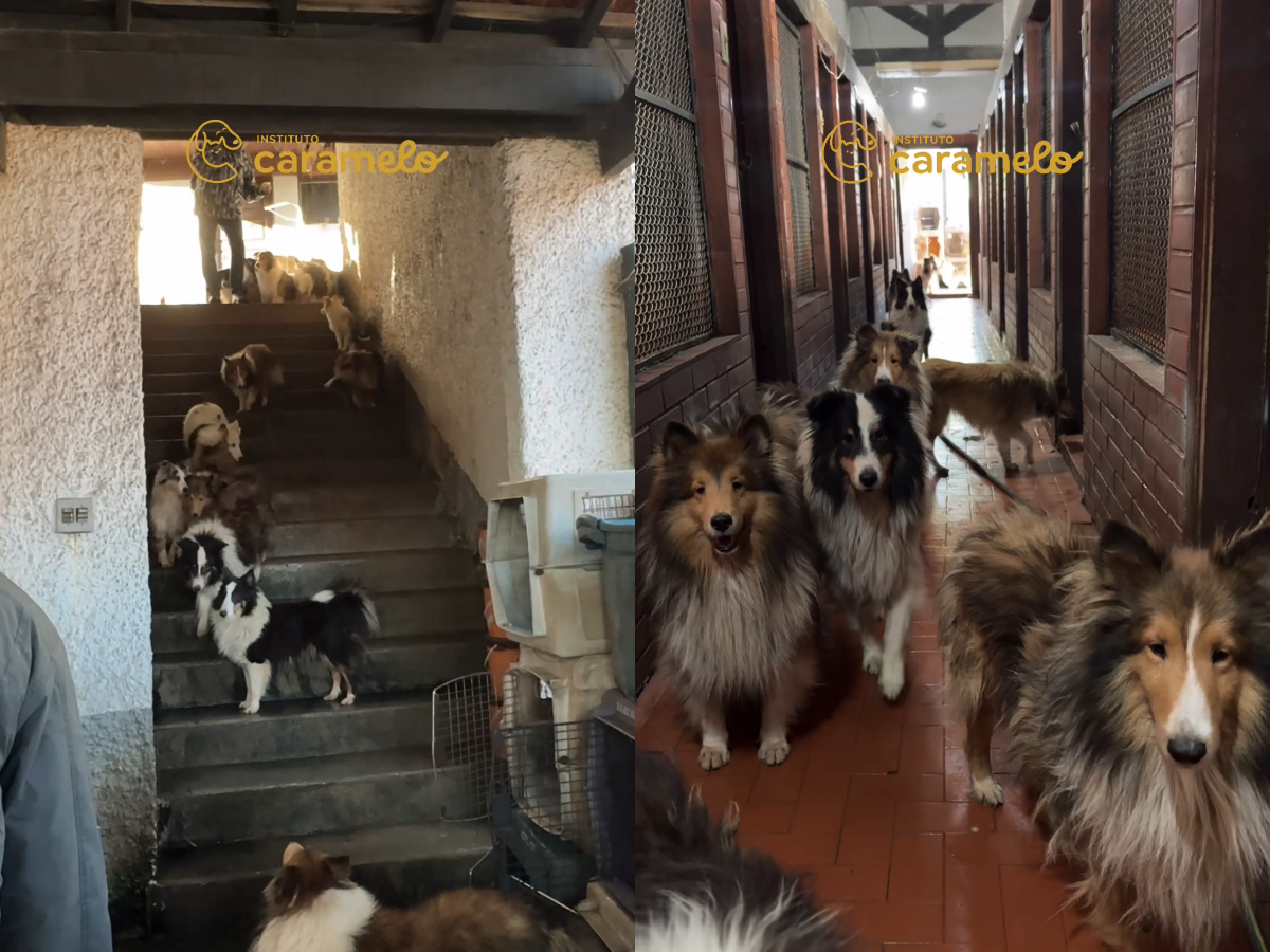 Realidade dos bastidores da venda irresponsável de animais 1 realidade dos bastidores da venda irresponsavel de animais