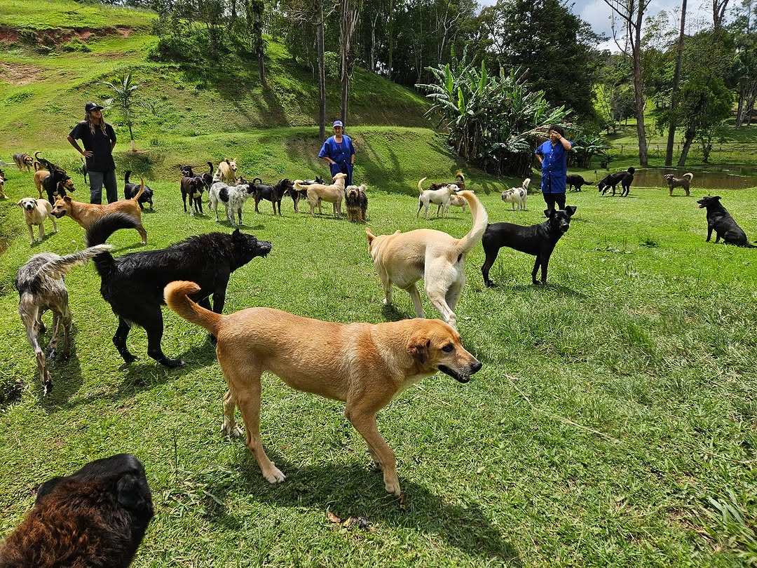 Você Realmente Entende o que Seu Cachorro Está Sentindo? A Ciência Explica! 1 voce realmente entende o que seu cachorro esta sentindo a ciencia