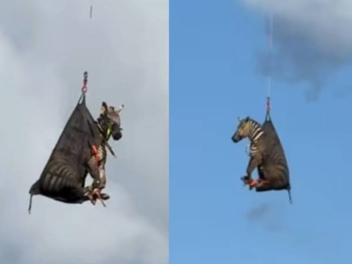 Zebra de estimação resgatada por helicóptero após desaparecimento 1 zebra de estimacao resgatada por helicoptero apos desaparecimento