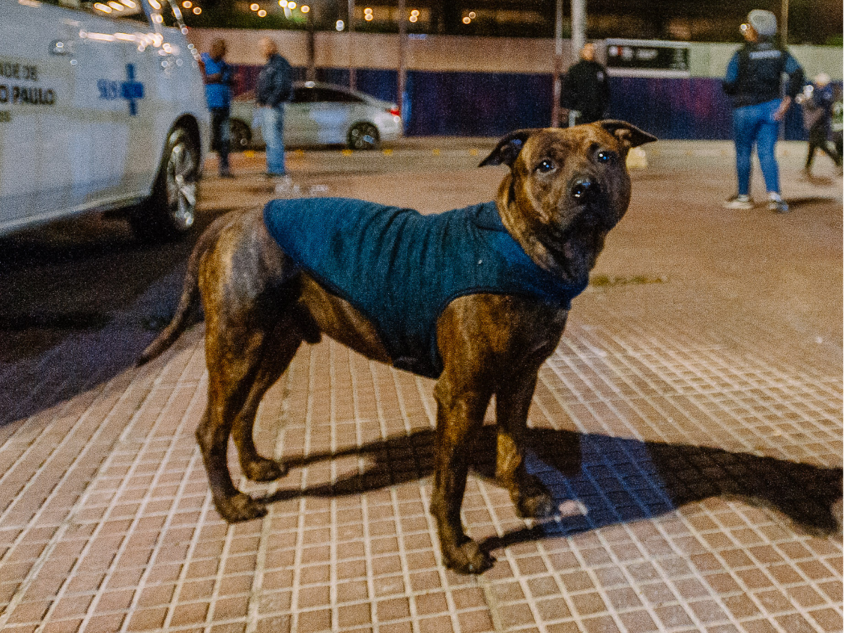 castracao beneficios para animais abandonados