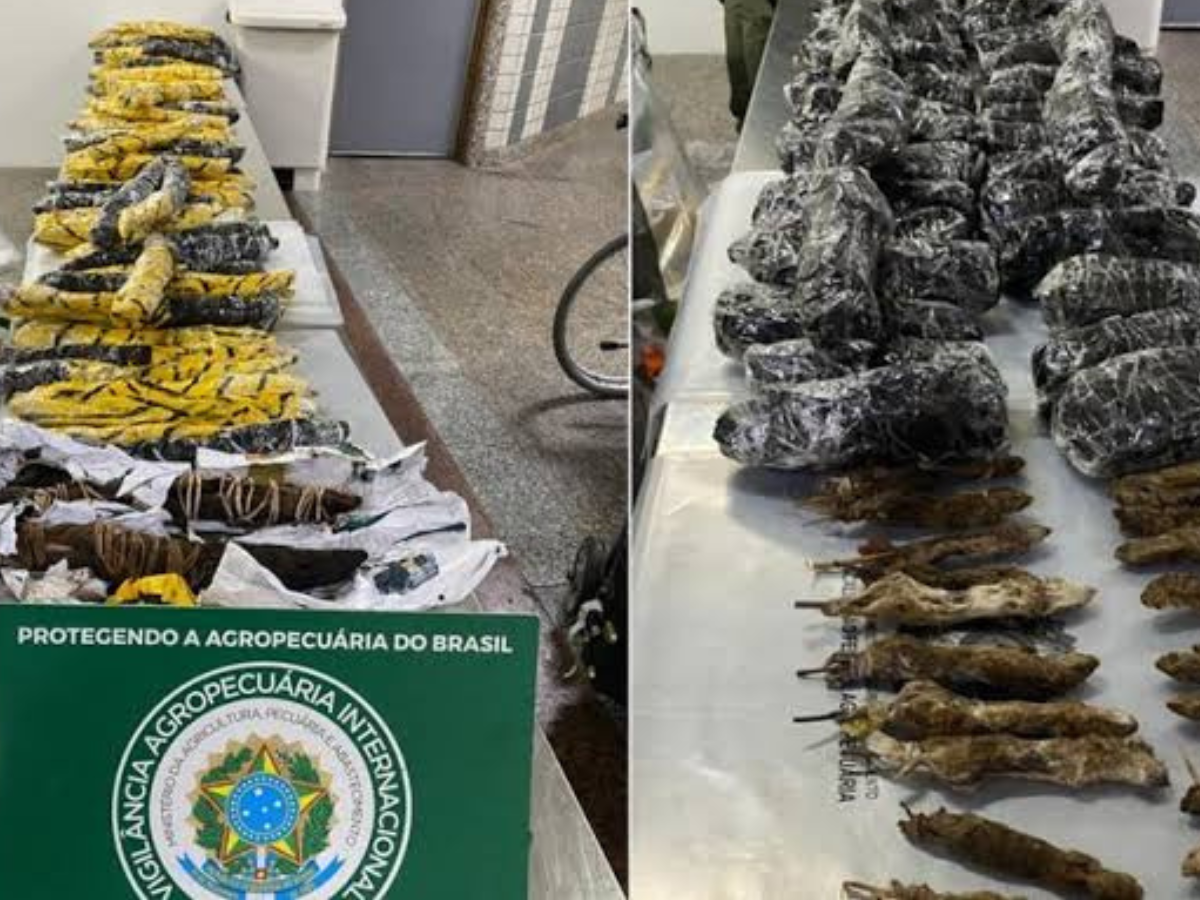 Carcaças de animais de alto risco apreendidas em aeroporto de SP 1 carcacas de animais de alto risco apreendidas em aeroporto de sp