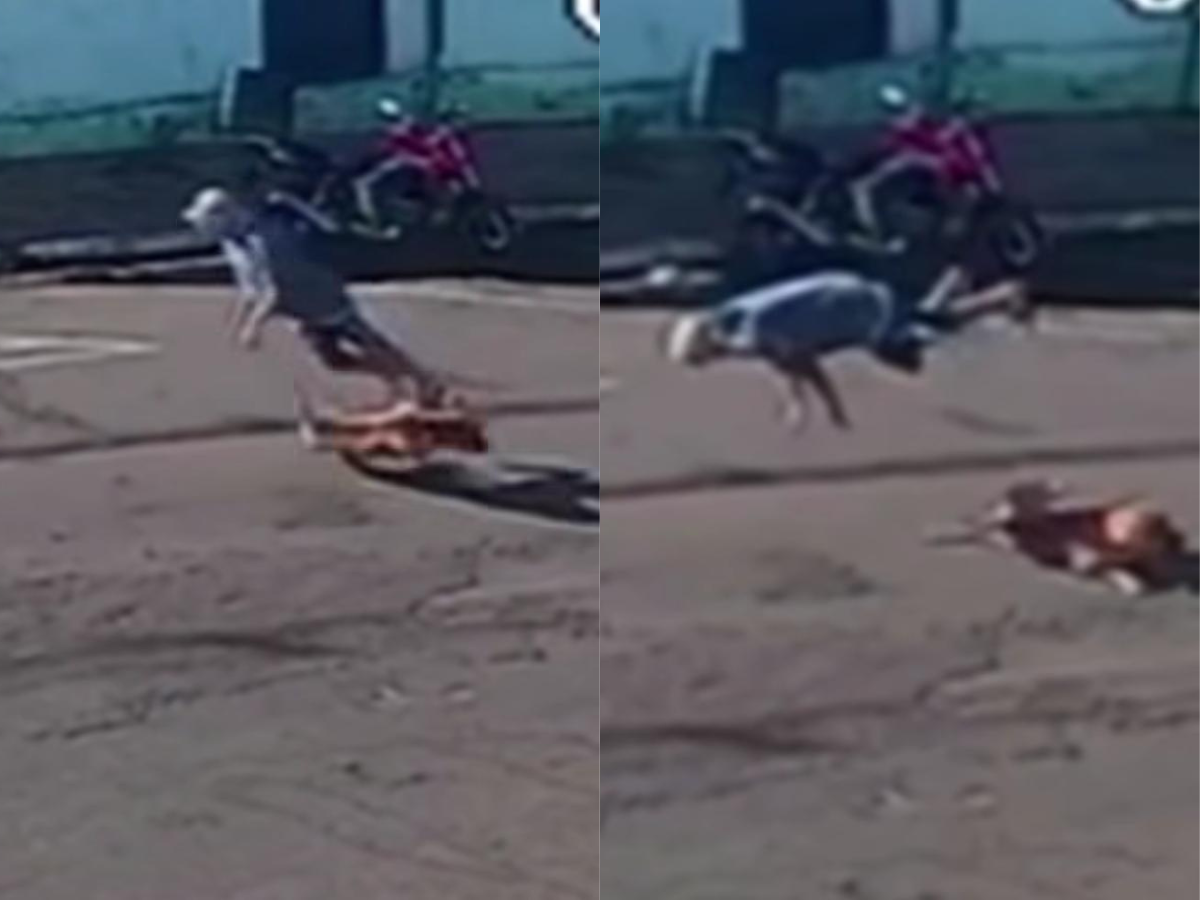 Idoso é internado em estado grave após ser atropelado por cachorro 1 idoso e internado em estado grave apos ser atropelado por cachorro