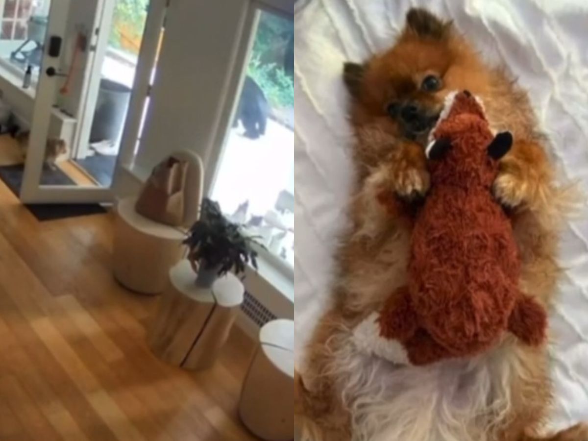 Lulu-da-Pomerânia Bota Urso para Correr em Vancouver 1 luludapomerania bota urso para correr em vancouver