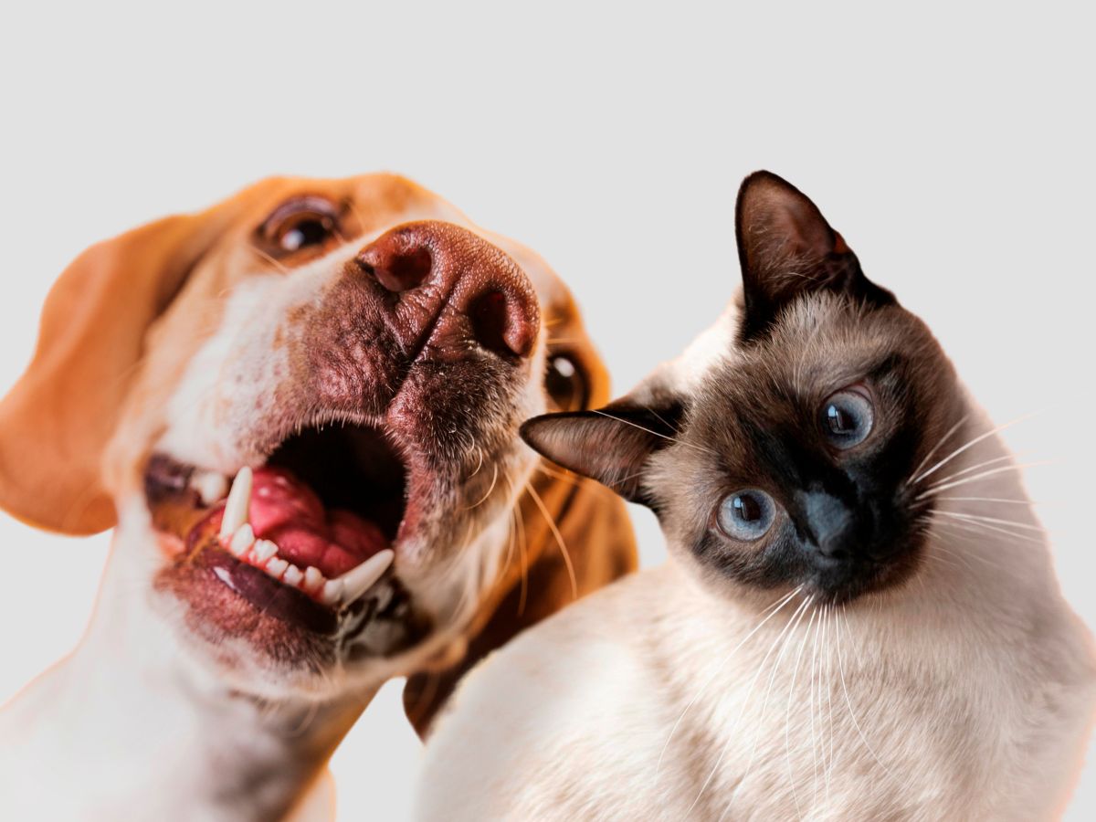 Nomes de Cachorros e Gatos Mais Populares do Brasil 1 nomes de cachorros e gatos mais populares do brasil